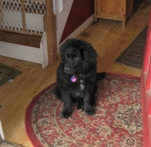 fozzy update.jpg